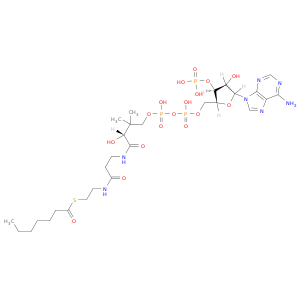 Heptanoyl coenzyme A