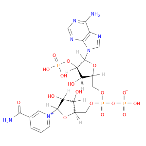 烟酰胺腺嘌呤双核苷酸磷酸盐