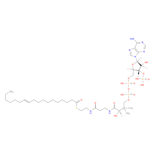 Vaccenoyl-coa