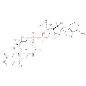 辅酶A,S-[4-(乙酰氨基)丁酸盐]