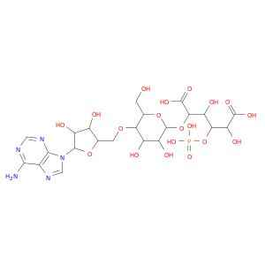 DIβ