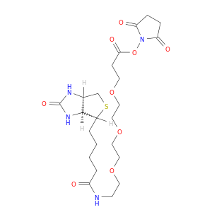 生物素三聚乙二醇琥珀酰亚胺酯