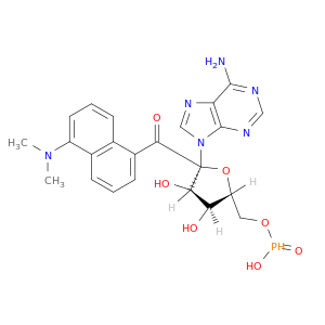 5'-Adenylic acid,3'-[5-(dimethylamino)-1-naphthalenecarboxylate] (9CI)