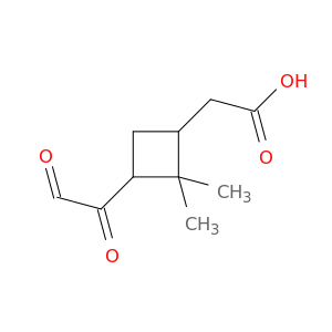 Cyclobutaneacetic acid, 2,2-dimethyl-3-(oxoacetyl)-