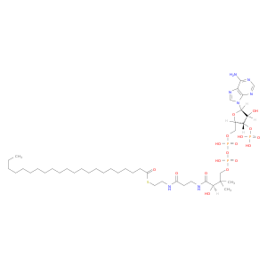 Docosanoyl-CoA.