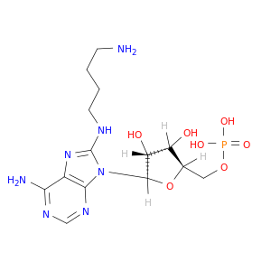 5'-Adenylic acid, 8-[(4-aminobutyl)amino]-