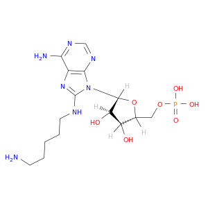5'-Adenylic acid, 8-[(5-aminopentyl)amino]-
