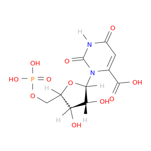 orotidine5'-单磷酸盐